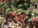 Grevillea laniger Prostrate